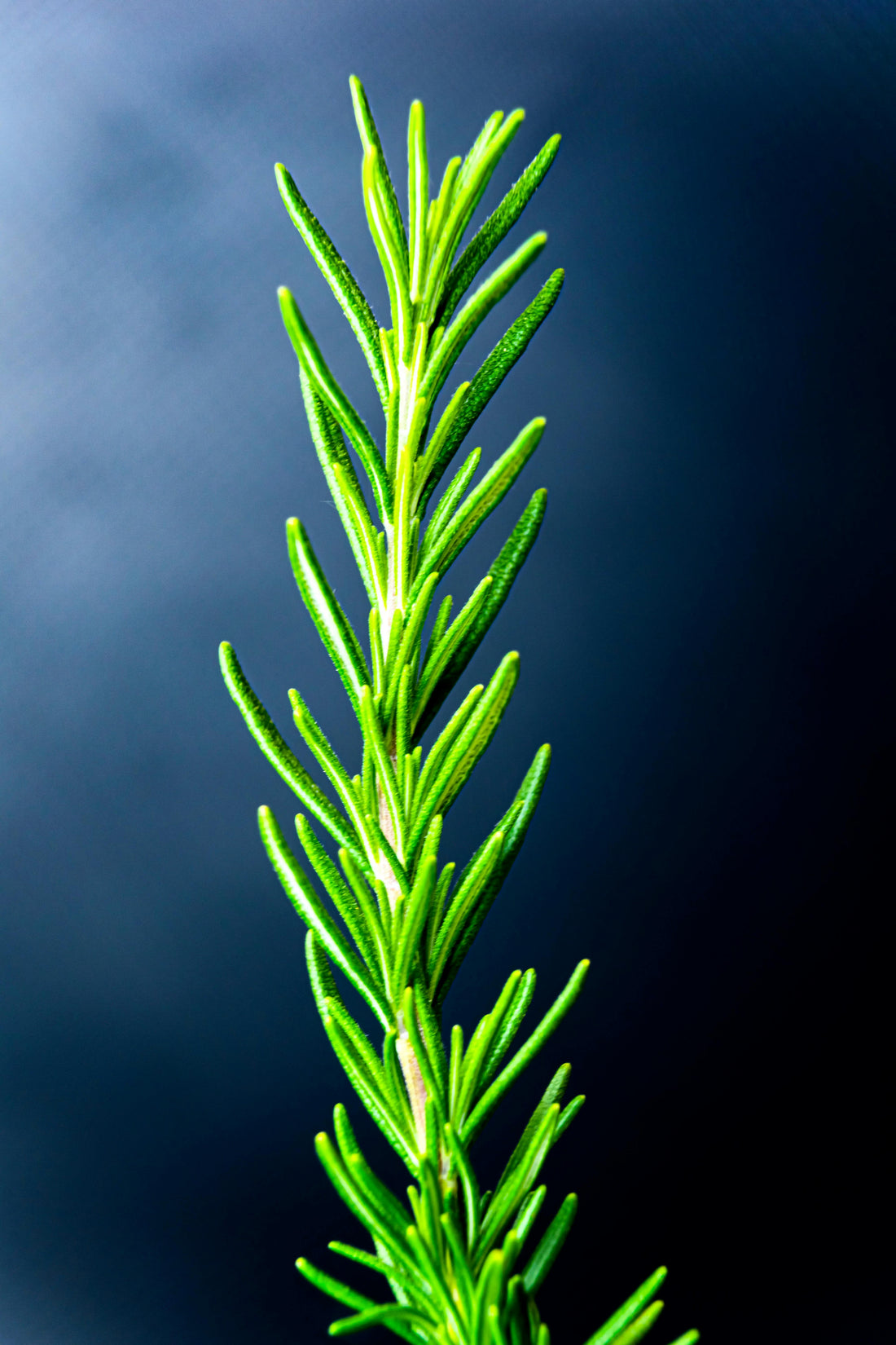Rosemary for hair regrowth